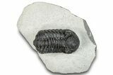 Bargain, Austerops Trilobite - Ofaten, Morocco #287586-2